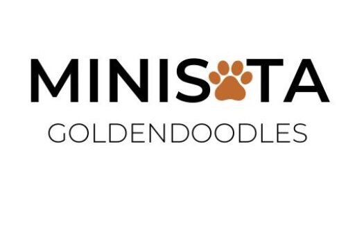 MiniSota Goldendoodles